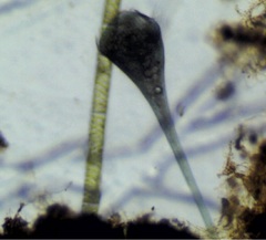 Stentor coeruleus