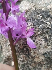 Orchis mascula laxifloriformis