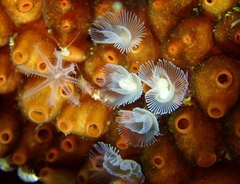 Metandrocarpa taylori