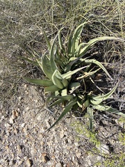 Agave deserti