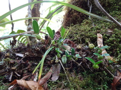 Bulbophyllum nutans image