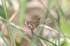 Atrytonopsis quinteri