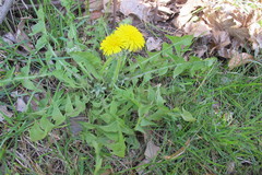 Taraxacum subhuelphersianum