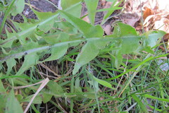 Taraxacum subhuelphersianum