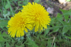 Taraxacum subhuelphersianum