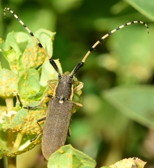 Agapanthia annularis