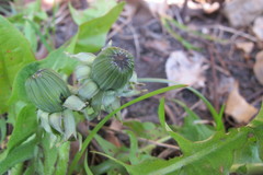 Taraxacum subhuelphersianum