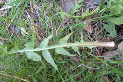 Taraxacum subhuelphersianum