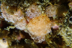 Distaplia occidentalis