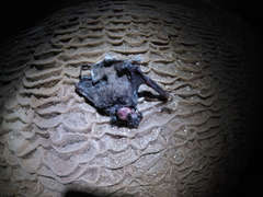 Emballonuridae