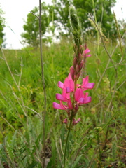 Onobrychis dielsii
