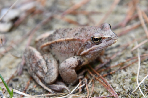 Moor Frog