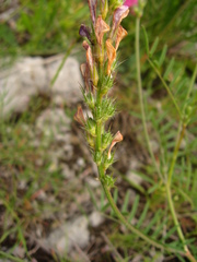 Onobrychis dielsii