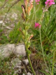 Onobrychis dielsii