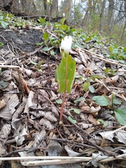Sanguinaria canadensis