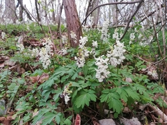 Corydalis cava