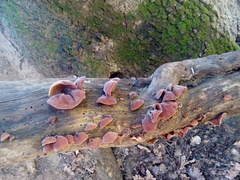 Auricularia auricula-judae