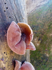 Auricularia auricula-judae