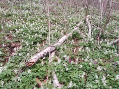 Corydalis cava