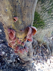 Auricularia auricula-judae