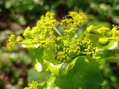 Angiospermae