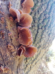 Auricularia auricula-judae