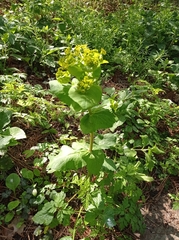Angiospermae
