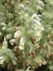 Salvia dominica