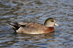 Anas platyrhynchos × Mareca americana