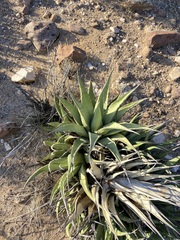 Agave deserti