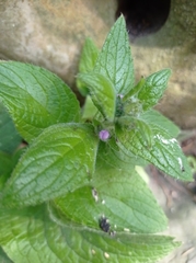 Angiospermae
