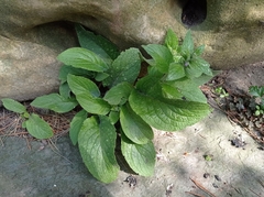 Angiospermae