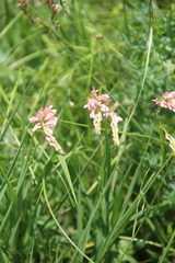 Onobrychis inermis