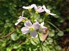 Cardamine pratensis