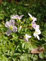 Cardamine pratensis