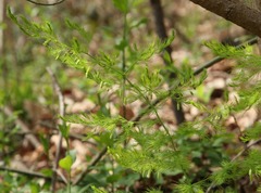 Asparagus tenuifolius