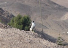 Geranoaetus polyosoma polyosoma