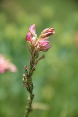 Onobrychis inermis