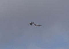 Geranoaetus polyosoma polyosoma