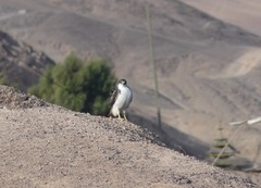 Geranoaetus polyosoma polyosoma