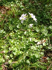 Cardamine pratensis