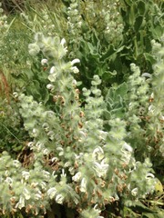 Salvia dominica
