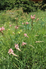 Onobrychis inermis