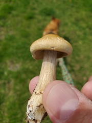 Agrocybe sororia