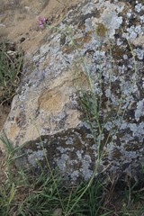Onobrychis novopokrovskii