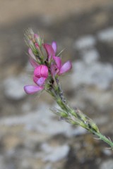 Onobrychis novopokrovskii