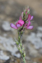 Onobrychis novopokrovskii