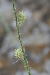 Onobrychis novopokrovskii