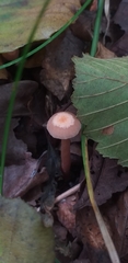 Fungi