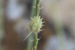 Onobrychis novopokrovskii